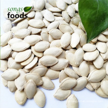 China Export Pumpkin Seeds Market Price